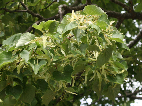 Tilia japonica