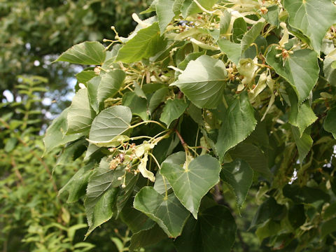 Tilia japonica