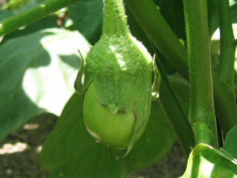 Solanum melongena var. pumilio