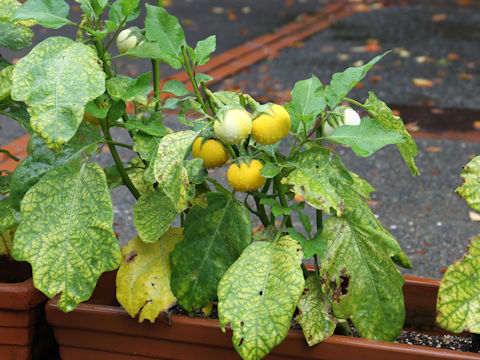 Solanum melongena var. pumilio