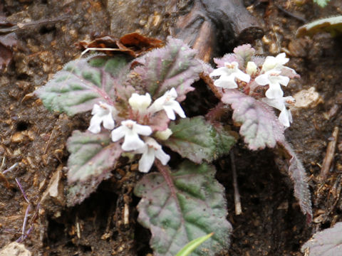 Ajuga yezoensis f. albiflora