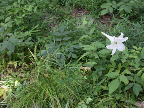 Lilium x formolongo