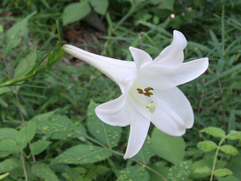 Lilium x formolongo