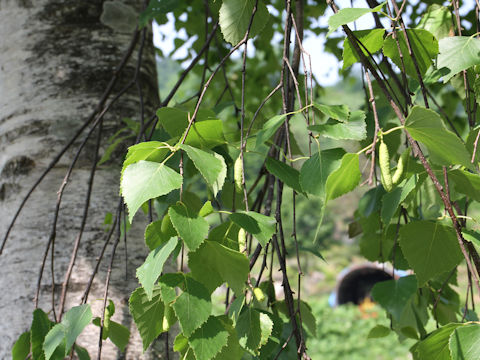 Betula platyphylla var. japonica
