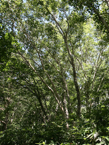 Betula platyphylla var. japonica