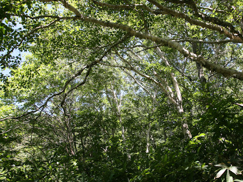 Betula platyphylla var. japonica