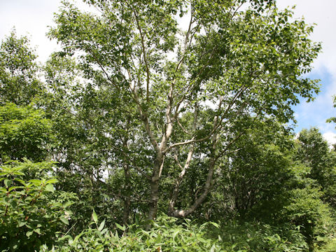 Betula platyphylla var. japonica