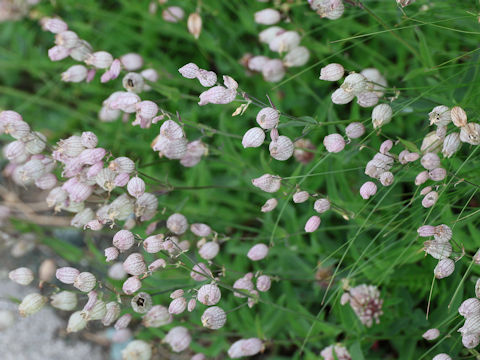 Silene vulgaris