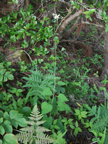 Aster scaber