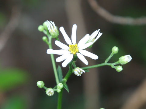 Aster scaber