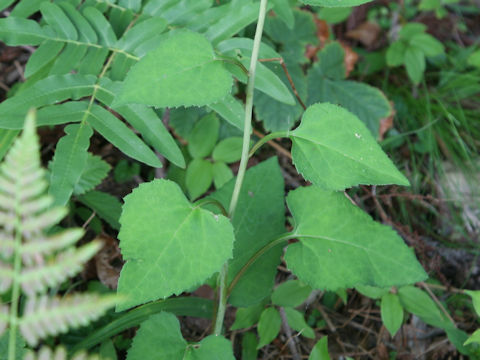 Aster scaber