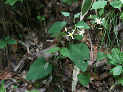 Aster scaber