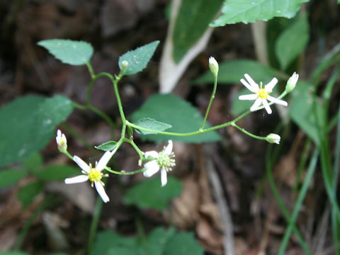 Aster scaber