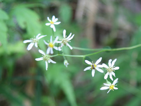 Aster scaber