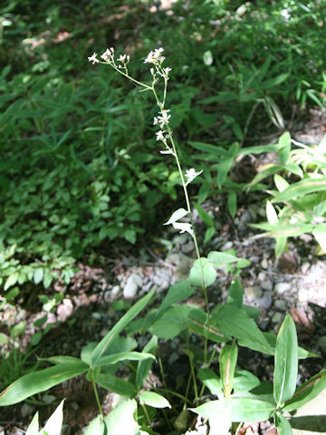 Aster scaber