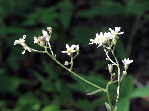 Aster scaber