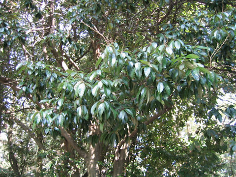 Lithocarpus glabra