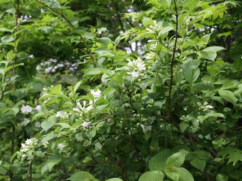 Weigela hortensis f. albiflora