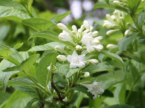 Weigela hortensis f. albiflora