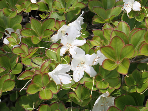 Rhododendron quinquefolium