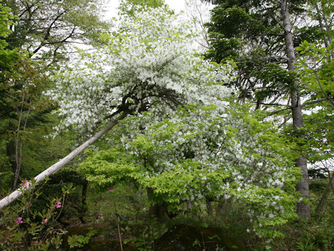 Rhododendron quinquefolium