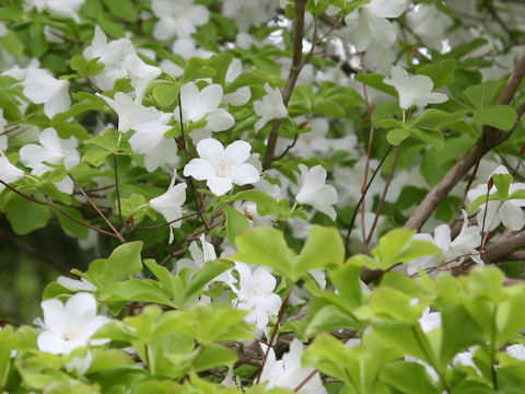 Rhododendron quinquefolium