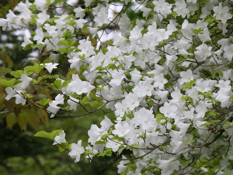 Rhododendron quinquefolium
