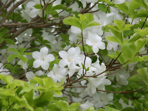 Rhododendron quinquefolium