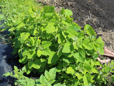 Chenopodium album
