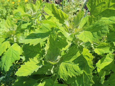 Chenopodium album