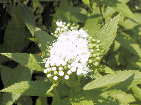 Spiraea japonica f. albiflora