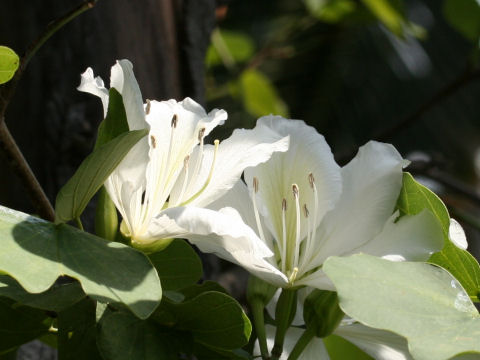 Bauhinia variegata var. candida
