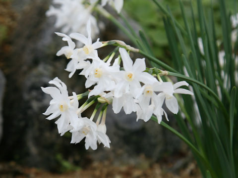 Narcissus papyraceus