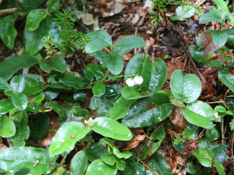 Gaultheria pyroloides