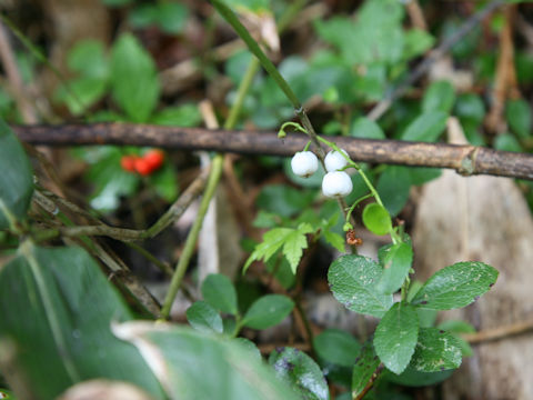Gaultheria pyroloides
