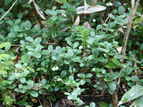 Gaultheria pyroloides