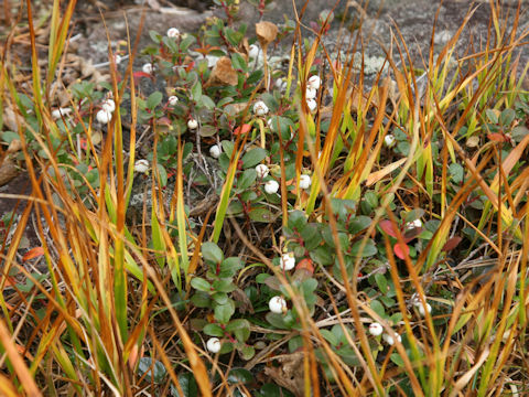 Gaultheria pyroloides