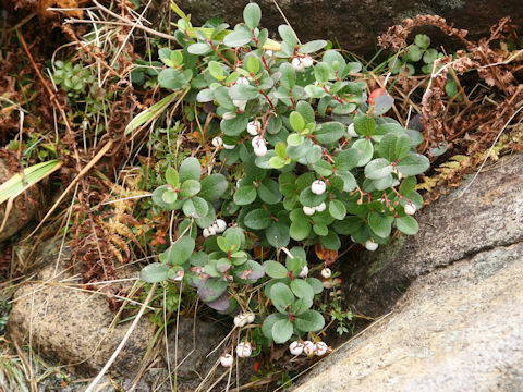 Gaultheria pyroloides