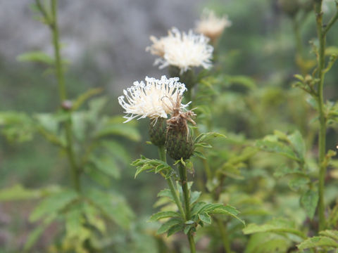 Serratula coronata ssp. insularis