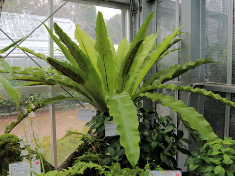 Asplenium nidus