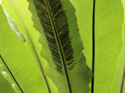 Asplenium nidus
