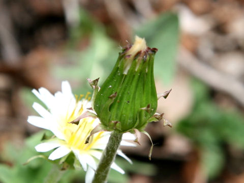 Taraxacum albidum