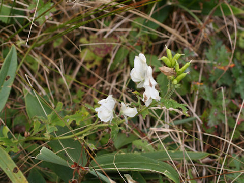 Aconitum tsukubense f. alba