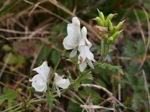 Aconitum tsukubense f. alba