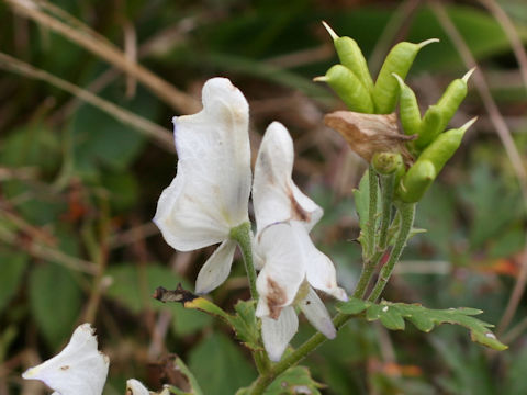 Aconitum tsukubense f. alba