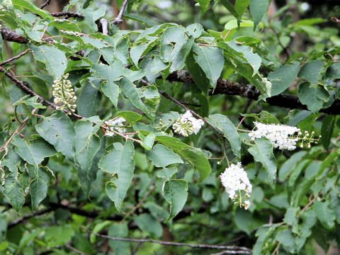 Prunus ssiori