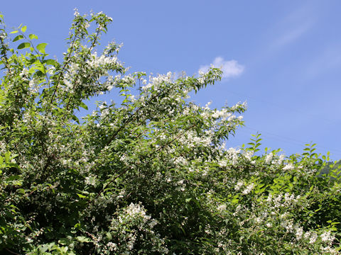 Deutzia crenata f. candidissima