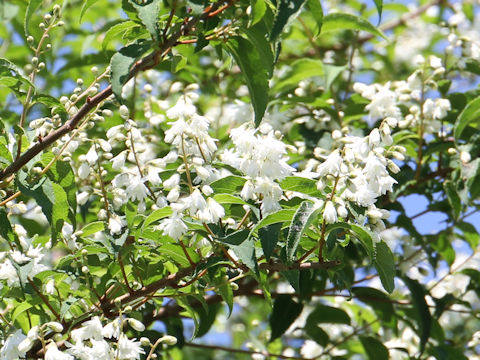 Deutzia crenata f. candidissima