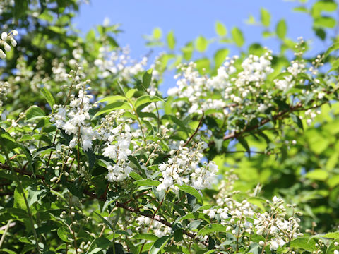 Deutzia crenata f. candidissima