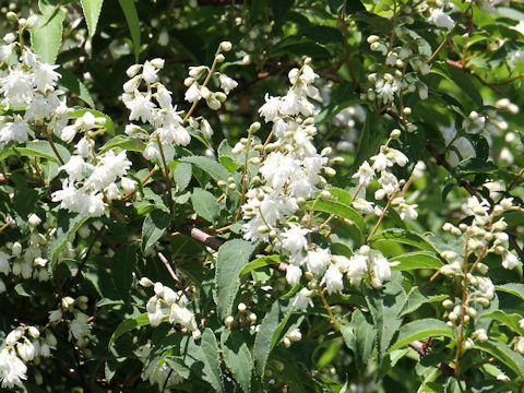 Deutzia crenata f. candidissima